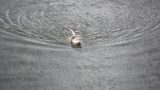 Afyonkarahisar'da su samuru şaşkınlığı