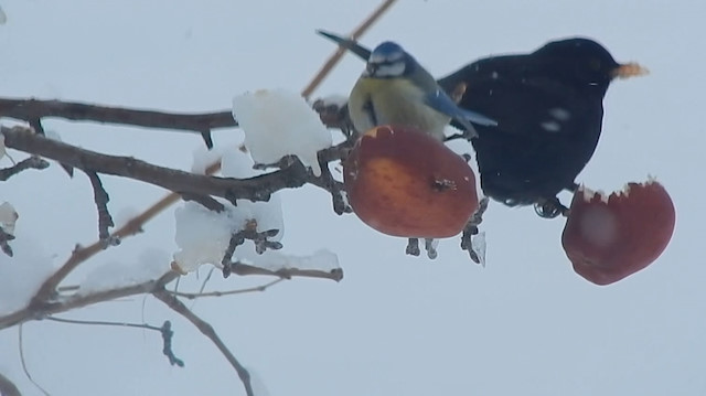Her kış ağaç dallarına astığı elmalarla kuşları besliyor