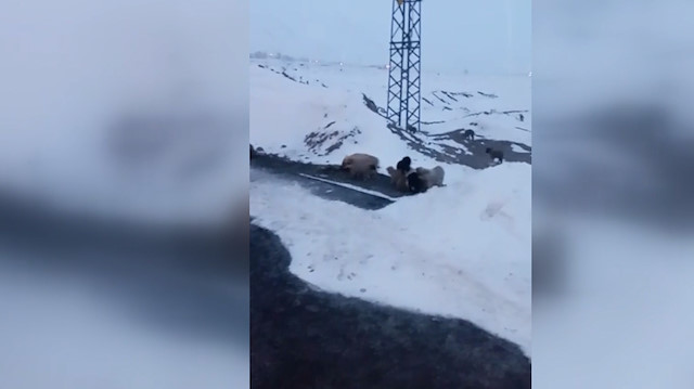 Erzurum'da belediye ekipleri donmak üzere olan 63 köpek yavrusunu kurtardı