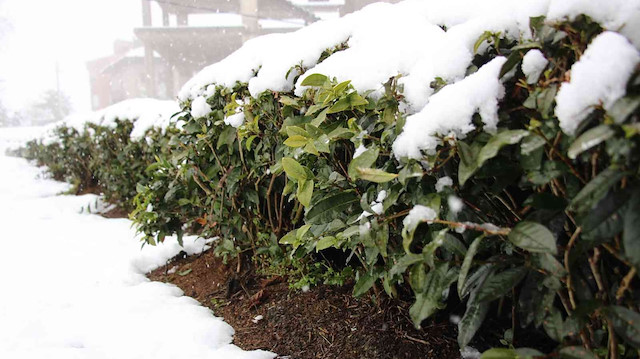 Çay üreticileri çaya kar yağmasından memnun.
