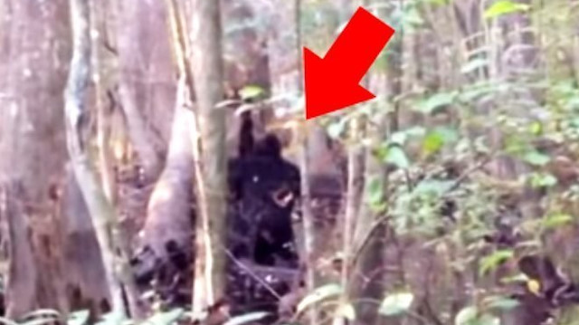 Ormanda dolaşan garip siyah figürün görüntülerinin, şimdiye kadar ki en iyi Sasquatch olduğu söylendi. "Yabani insan" anlamına gelen Sasquatch, ABD'nin kuzeybatı ve Kanada'nın batı kesimlerinde yaşadığına inanılan iri, kıllı, maymun benzeri bir yaratık.