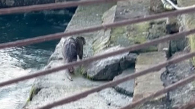 İstanbulluların görmeye alışık olmadığı ve nesilleri tükenme tehlikesi ile karşı karşıya kalan su samurları son birkaç yıldır nadiren de olsa objektiflere takılıyor.