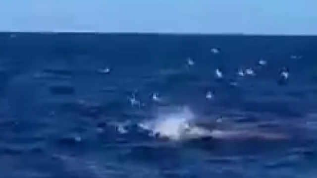 Sydney'de 1963'ten bu yana ilk ölümcül köpek balığı saldırısı