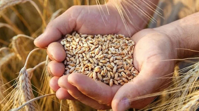 BM Dünya Gıda Programı Temsilcisi Grede'den Rusya-Ukrayna geriliminde buğday uyarısı geldi.