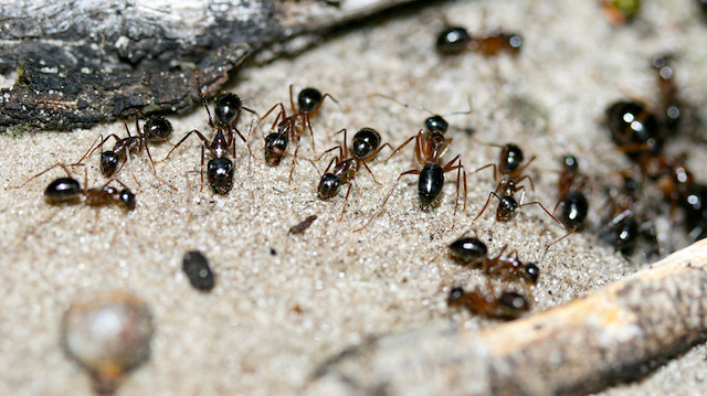 Yeni araştırma: Karıncalar kanserli hücreleri koklayarak bulabiliyor