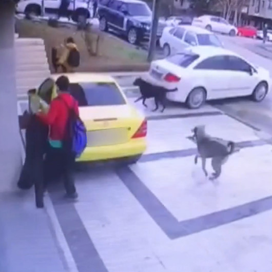 Ankarada okuldan eve dönen öğrencilere köpekler saldırdı