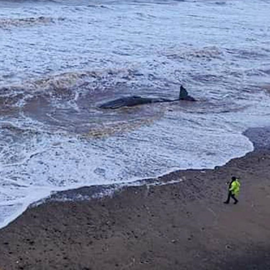 Yeni Zelanda'da karaya vuran pilot balinalardan 31'i telef oldu