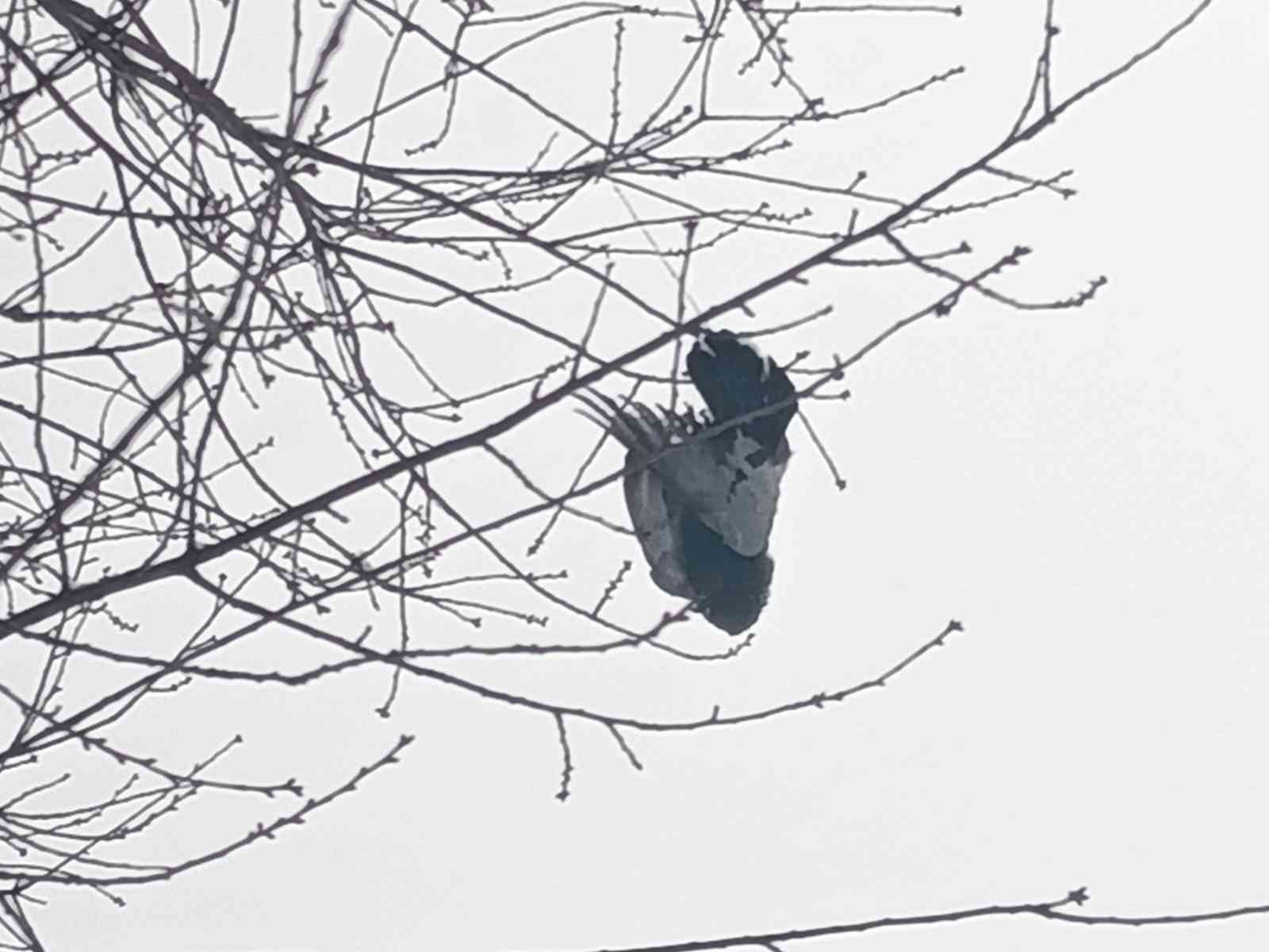 Ağaçta donan kuş asılı kaldı