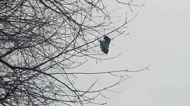 Erzurum’da donarak ağaçta asılı kalan kuş görenleri şaşırttı.
