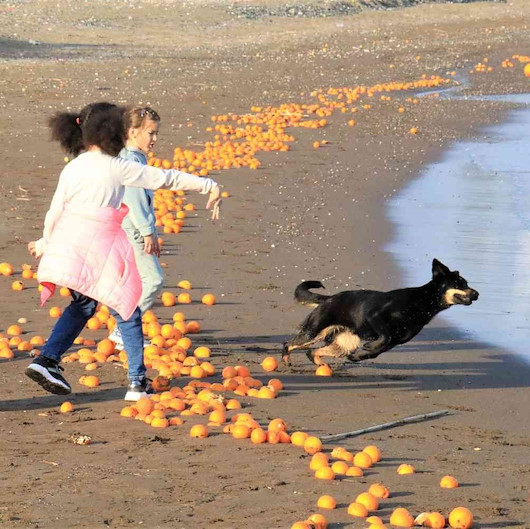 Mersin’de şaşırtan görüntü: Sahili portakallar kapladı