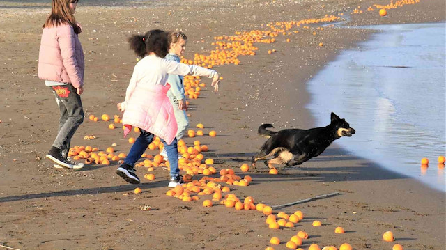 Mersin’de şaşırtan görüntü: Sahili portakallar kapladı
