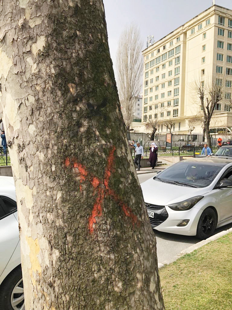 Vatan Caddesi üzerinde bulunan bazı ağaçlara da kırmızı boya ile çarpı işareti konuldu