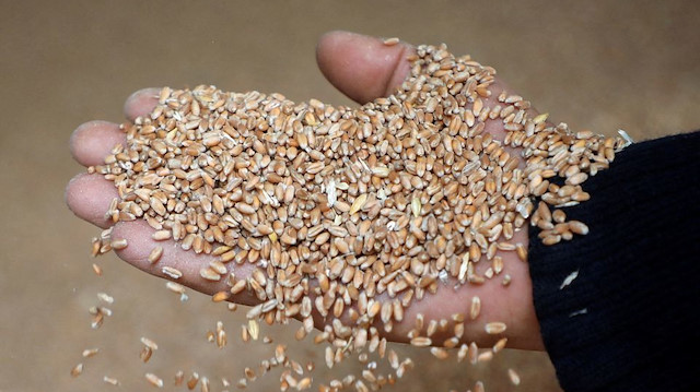 Buğday fiyatları, 2 Mart'tan bu yana ilk kez 10 doların altını gördü.
