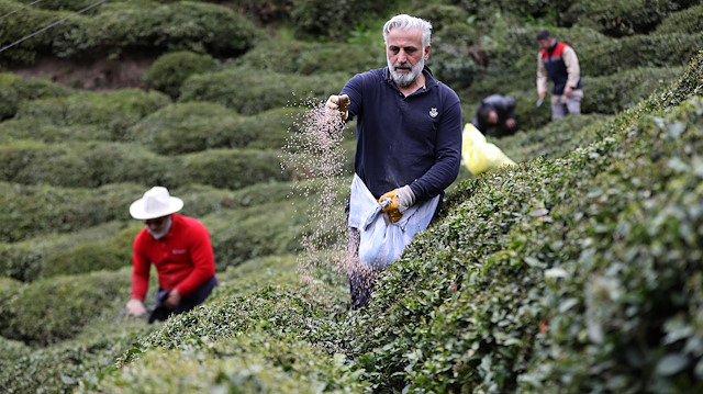 204 bin çay üreticisi yaş çay sezonu öncesinde hazırlıklarını sürdürüyor.