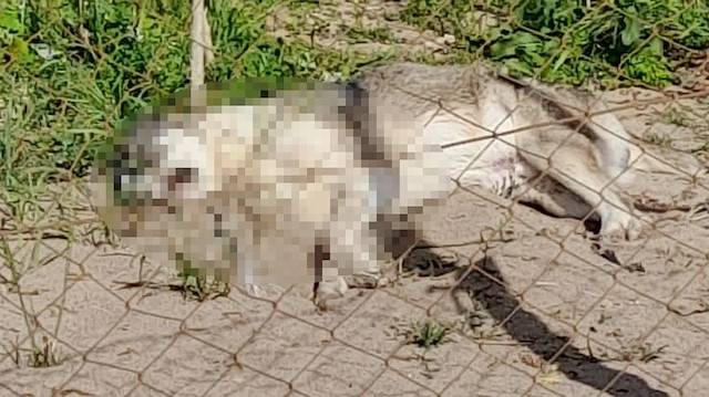 Dikili'de 5 köpeği zehirli sosisle öldürdüler.