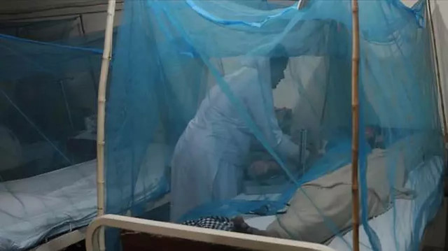 İnsanlara sivrisinekler aracılığıyla bulaşıyor: Fildişi Sahili'nde dang humması salgını