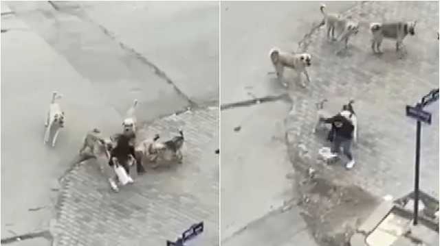 ​Ankara’da başıboş köpek dehşeti