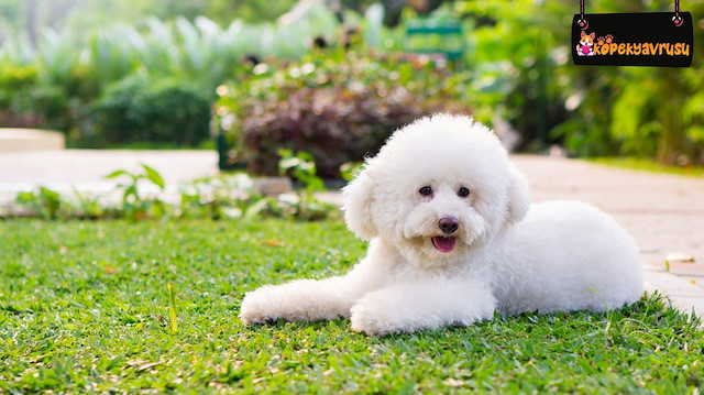 ​Toy Poodle köpek ırkının özellikleri ve bakım