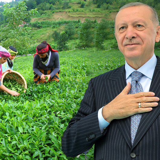 Cumhurbaşkanı Erdoğan'dan yaş çay alım müjdesi: Alım fiyatına yüzde 75 artış