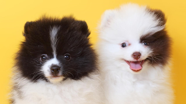 ​En popüler süs köpeği: Pomeranian Boo