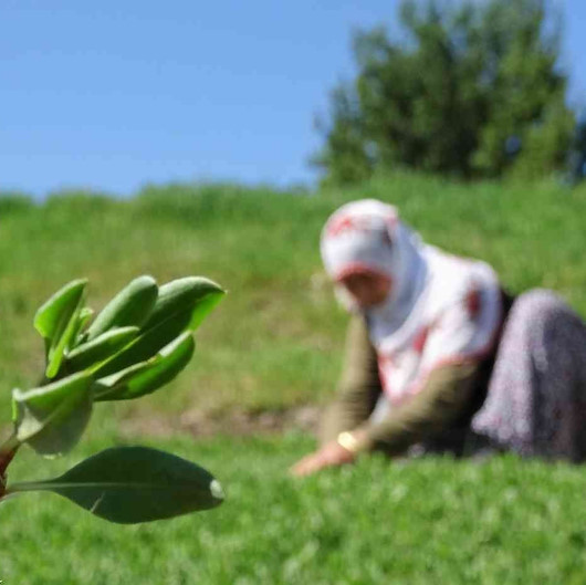 Bu köyde her evin bahçesinde yetişiyor: Geliriyle yüz güldürüyor