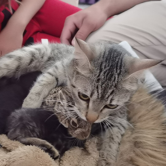 Köpeklerin saldırısından kurtarılan yavru tavşana yeni doğum yapan kedi