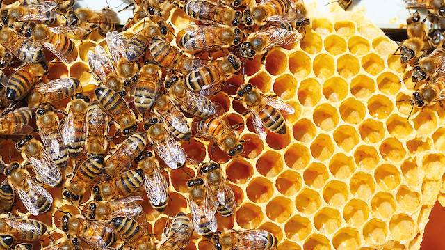Türk bilim insanları gen haritasını çıkardı: Arıları iklim değişikliğinden korumalıyız
