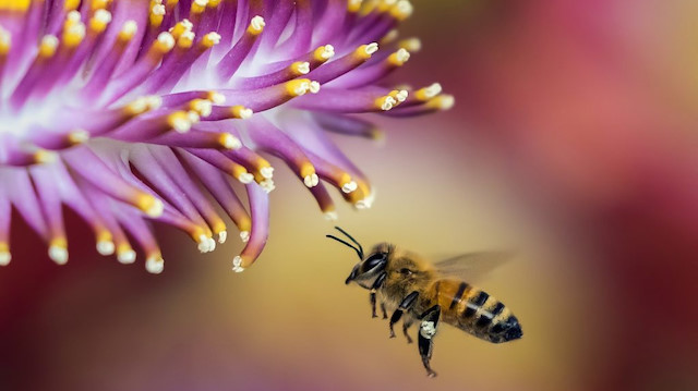Yeni varyant virüsü tüm arıları yok etme potansiyeline sahip