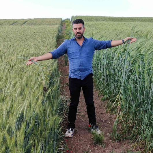 Yedi bin yıl sonra Diyarbakır’da da boy gösterdi: Buğday sorunu kalmayacak