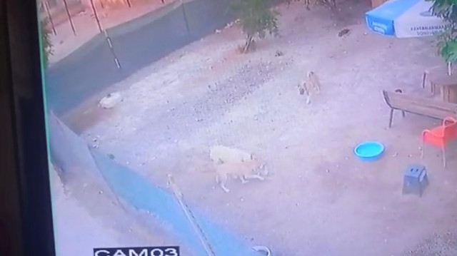 Sokak köpekleri onlarca kümes hayvanını öldürdü.
