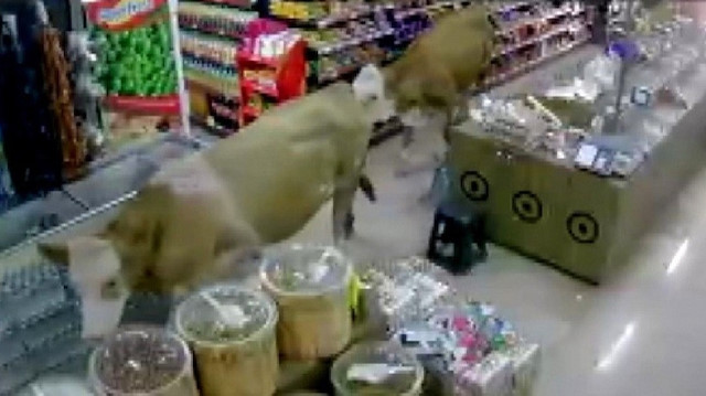 Sahibinin elinden kurtulan kurbanlık inekler markete girdi.