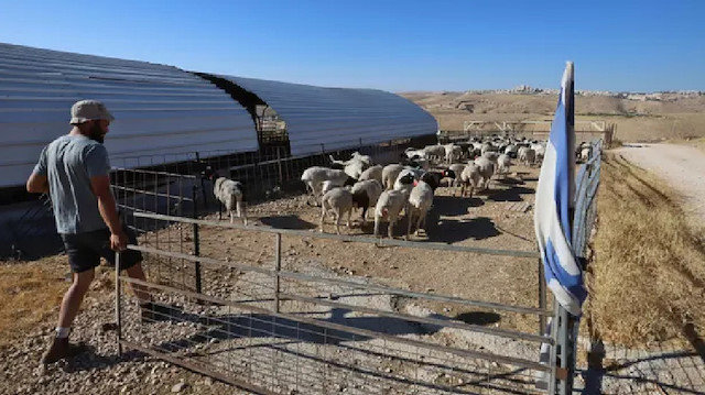 İşgal altındaki Batı Şeria'daki bir çiftlik