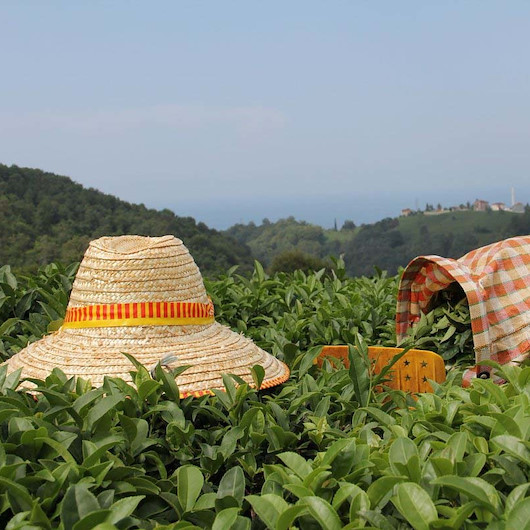 Rize'den yılın ocak-mayıs döneminde yapılan çay ihracatı 3 milyon 483 bin 969 dolara ulaştı