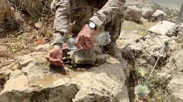 Askerlerden biri, pet şişedeki suyu avucuna dökerek kaplumbağanın içmesini sağladı. 