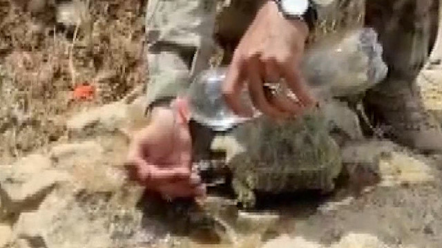 Şırnak'ta üs bölgesinde görevli asker, kaplumbağaya elleriyle su verdi