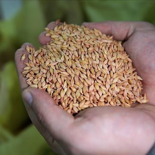بريطانيا تحذر من مجاعة بسبب أزمة شحن الحبوب الأوكرانية