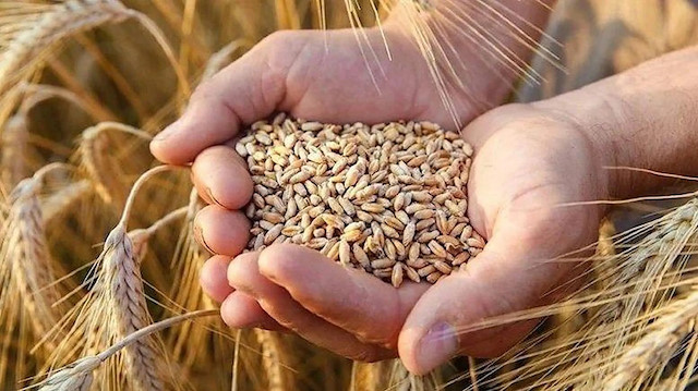 Buğday fiyatındaki 4 aylık yükseliş bu ay sona erecek