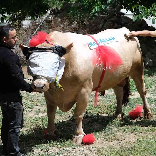 Yaklaşık 2 ton ağırlığındaki tosun: 120 bin liradan satışa çıktı