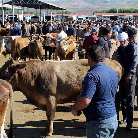 Türkiyenin en büyük canlı hayvan pazarında kurban telaşı
