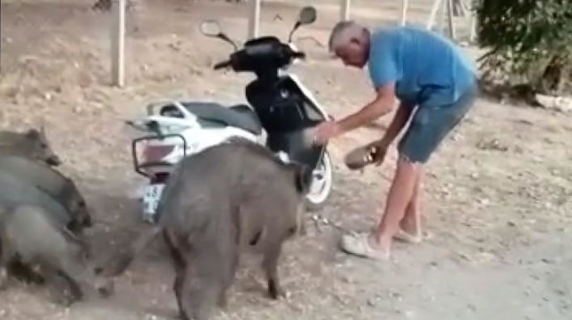 Muğla'da sahile inen domuzları elleriyle beslediler