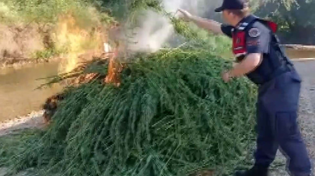 Jandarma dron ile tespit etti: Tarladaki 661 bin kök Hint keneviri yakılarak imha edildi