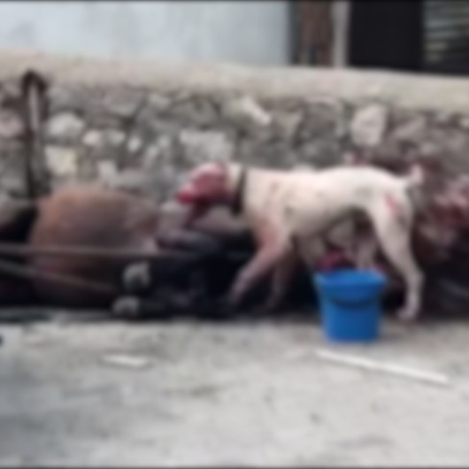 Yasaklı ırk Dogo Arjantino cinsi köpeğin parçaladığı at ağır yaralandı: Sahibi işsiz kaldı