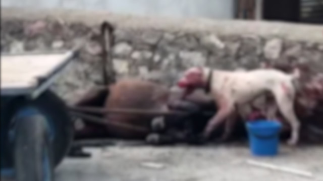 Yasaklı ırk 'Dogo Arjantino' cinsi köpeğin parçaladığı at ağır yaralandı: Sahibi işsiz kaldı