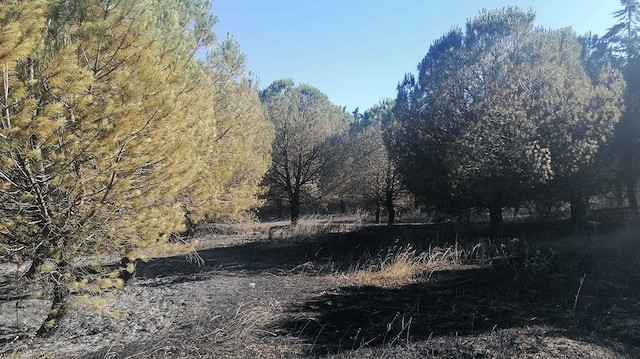 Silivri'de bir günde beşinci orman yangını: Belediye başkanı 'sigara izmariti' uyarısında bulundu