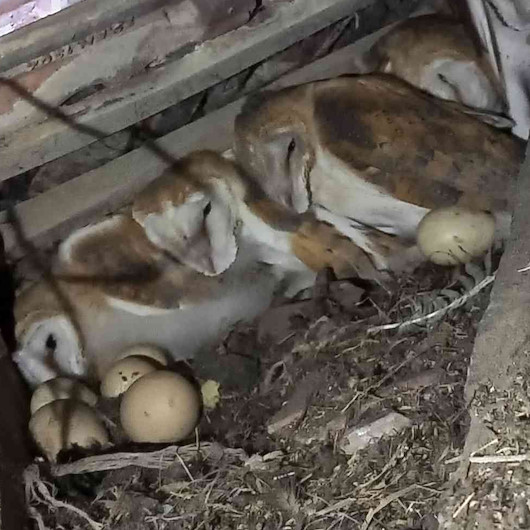 Evin çatısından gelen esrarengiz seslerin sahibi 4 baykuş yavrusu çıktı