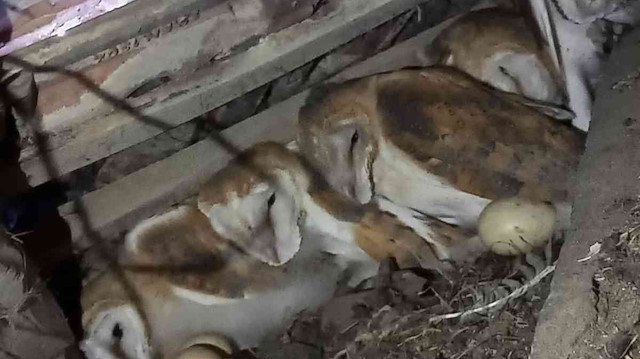 Evin çatısından gelen esrarengiz seslerin sahibi 4 baykuş yavrusu çıktı