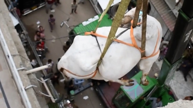 Pakistan'da apartmanda besledikleri büyükbaş kurbanlıklarını çatıdan vinç yardımıyla indirdiler