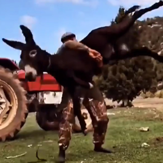 Başpehlivan Şimşek, altın kemeri getiren oyunu eşekle çalışmış