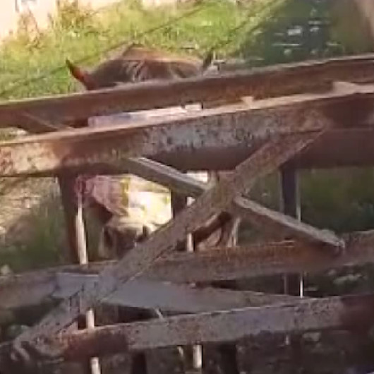 Ağrıda başı demir korkuluklara sıkışan düveyi itfaiye kurtardı