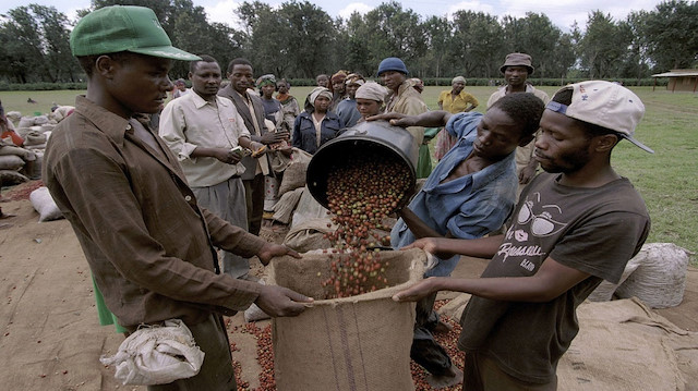 تغير المناخ يؤرق مزارعي البن في تنزانيا 
